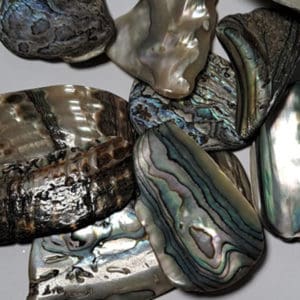 Abalone Muschelstück