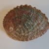 Abalone Räuchermuschel