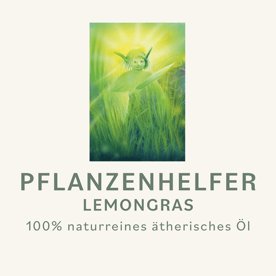 Lemongras Pflanzenhelfer Öl - 10ml - Guatemala WW – Bild 3