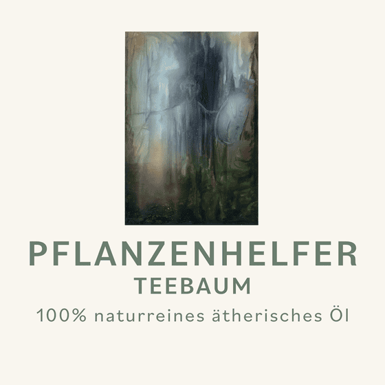 Teebaum Pflanzenhelfer Öl - 10ml - 100% naturrein – Bild 2